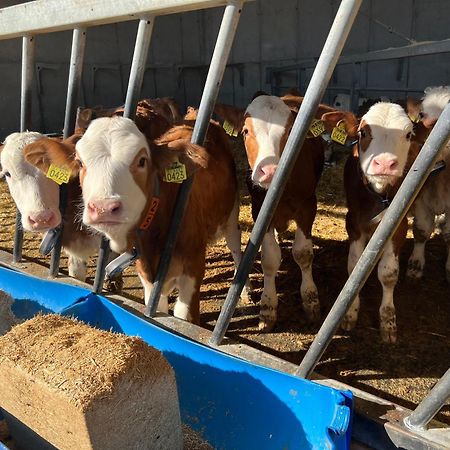 فيلا Tourist Farm Mulej بليد المظهر الخارجي الصورة